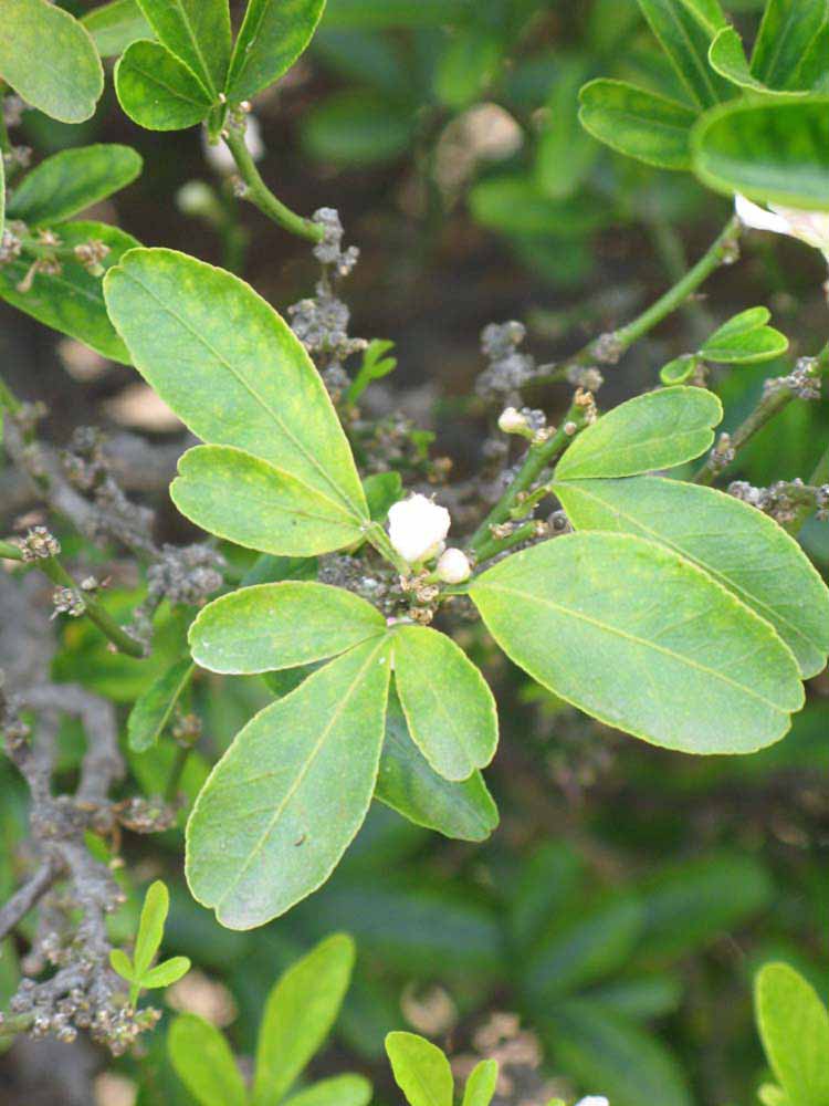              Shade leaves (Riverside, CA)       